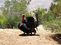 Mount Nebo (2)